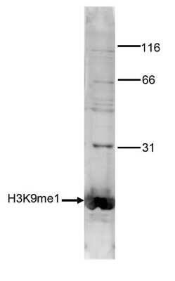 Western Blot: Histone H3 [Methyl Lys9] Antibody [NBP2-59156] - Histone extracts of HeLa cells (15 ug) were analyzed using the antibody against H3K9me1 diluted 1:1000 in TBS-Tween containing 5% skimmed milk. Observed molecular weight is ~15 kDa.